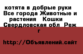 котята в добрые руки - Все города Животные и растения » Кошки   . Свердловская обл.,Реж г.